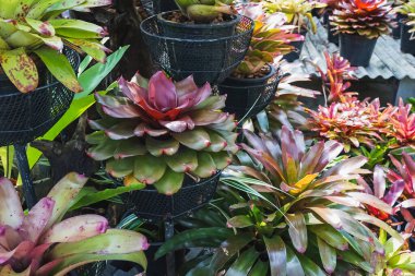 Çok renkli bromeliad, renkli bromeliad yaprakları, yeşil evdeki tropikal bitkiler bahçe dekorasyonu için. Ev dekorasyonu için renkli Neoregelia bitkisi. Parktaki güzel Neoregelia bromeliad bitkileri.
