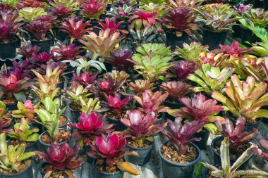 Çok renkli bromeliad, renkli bromeliad yaprakları, yeşil evdeki tropikal bitkiler bahçe dekorasyonu için. Ev dekorasyonu için renkli Neoregelia bitkisi. Parktaki güzel Neoregelia bromeliad bitkileri.