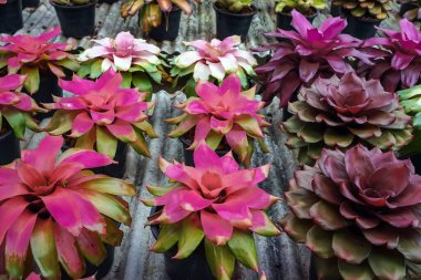 Çok renkli bromeliad, renkli bromeliad yaprakları, yeşil evdeki tropikal bitkiler bahçe dekorasyonu için. Ev dekorasyonu için renkli Neoregelia bitkisi. Parktaki güzel Neoregelia bromeliad bitkileri.