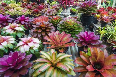 Çok renkli bromeliad, renkli bromeliad yaprakları, yeşil evdeki tropikal bitkiler bahçe dekorasyonu için. Ev dekorasyonu için renkli Neoregelia bitkisi. Parktaki güzel Neoregelia bromeliad bitkileri.