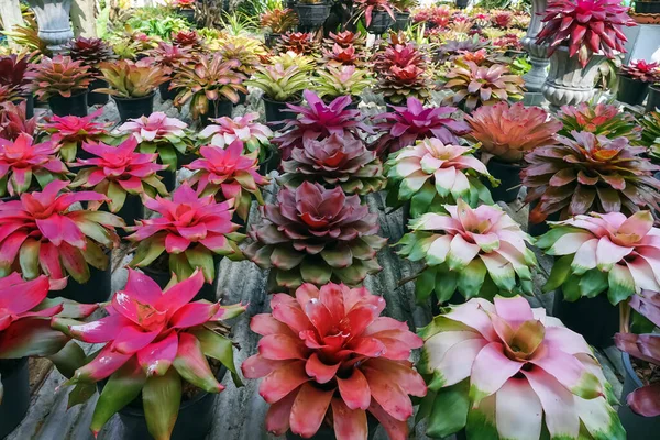 Çok renkli bromeliad, renkli bromeliad yaprakları, yeşil evdeki tropikal bitkiler bahçe dekorasyonu için. Ev dekorasyonu için renkli Neoregelia bitkisi. Parktaki güzel Neoregelia bromeliad bitkileri.