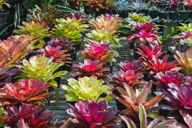 Çok renkli bromeliad, renkli bromeliad yaprakları, yeşil evdeki tropikal bitkiler bahçe dekorasyonu için. Ev dekorasyonu için renkli Neoregelia bitkisi. Parktaki güzel Neoregelia bromeliad bitkileri.