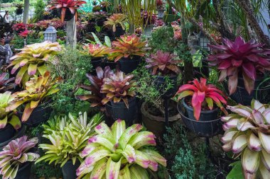 Çok renkli bromeliad, renkli bromeliad yaprakları, yeşil evdeki tropikal bitkiler bahçe dekorasyonu için. Ev dekorasyonu için renkli Neoregelia bitkisi. Parktaki güzel Neoregelia bromeliad bitkileri.