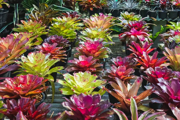 Veelkleurige Bromelia Kleurrijke Bromelia Bladeren Tropische Planten Kas Voor Tuin — Stockfoto