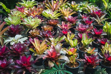 Çok renkli bromeliad, renkli bromeliad yaprakları, yeşil evdeki tropikal bitkiler bahçe dekorasyonu için. Ev dekorasyonu için renkli Neoregelia bitkisi. Parktaki güzel Neoregelia bromeliad bitkileri.