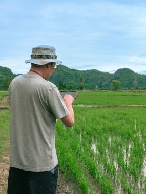 Asyalı erkek çiftçi organik tarım tarlasında pirinç yapraklarını araştırmak için tablet kullanıyor. Tarımcı pirinç tarlasında yetişen pirinç üretimini tablet kullanarak kontrol ediyor. Tarım teknolojisi kavramı.