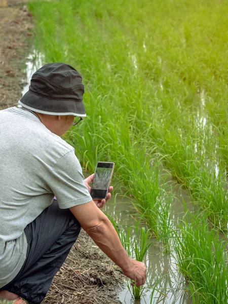 Male agriculturist using smart phone to check and monitoring quality of rice in paddy field. Smart farmer researching about rice growth in organic rice paddy field. Agriculture investigation concept.