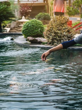 Asyalı erkek işçi sevimli evcil hayvanına elleriyle yemek yedirir. Japon balık sürüsünü besleyen adam Japon bahçe tarzı gölette yüzen güzel renkli koi balığı balığı sürüsü. Hayvan bakımı konsepti.