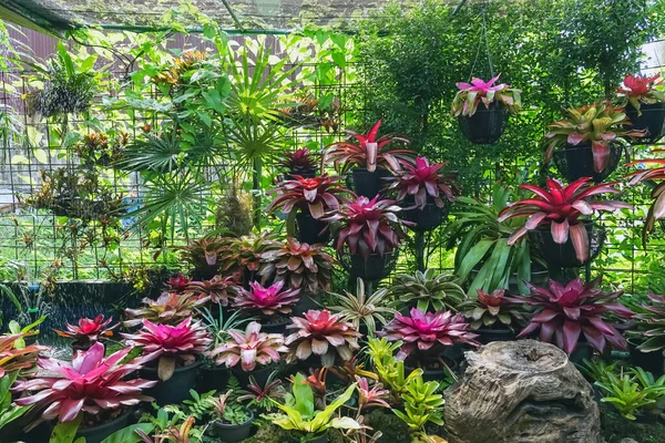 Çok renkli bromeliad, renkli bromeliad yaprakları, yeşil evdeki tropikal bitkiler bahçe dekorasyonu için. Ev dekorasyonu için renkli Neoregelia bitkisi. Parktaki güzel Neoregelia bromeliad bitkileri.