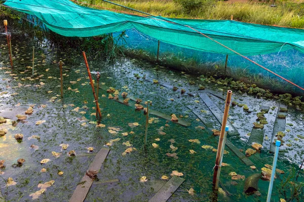 Froschfarm Für Die Landwirtschaft Haus Zucht Von Fröschen Mit Wasserspray — Stockfoto