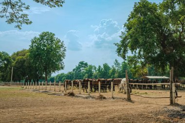 Atlar akşamları tarlada otluyor. Gün batımında birçok at otlakta. Sıcak bahar güneşinde otlayan görkemli kahverengi atlar. Tarlada ot ve saman yiyen at sürüleri. Hayvanlar ve yiyecekler.