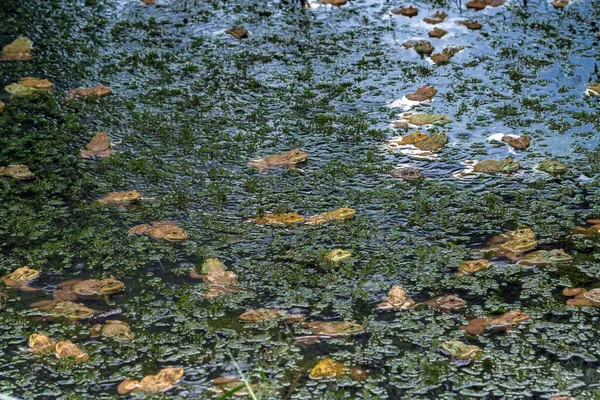 집에는 개구리 있습니다 분무기를 사용하여 개구리를 기르고 연못에서 물기를 뿌린다 — 스톡 사진