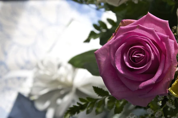 Růže dárkový poukaz — Stock fotografie