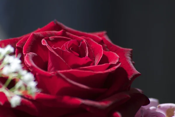 Makro czerwonej róży — Zdjęcie stockowe