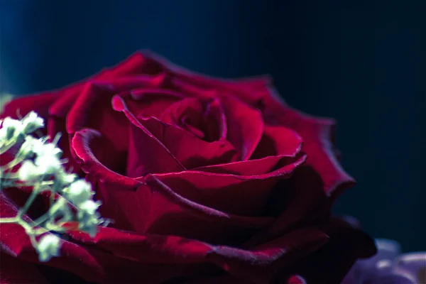 Vermelho rosa close-up — Fotografia de Stock