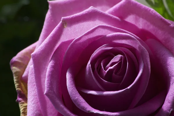 Pembe Gül çok yakın — Stok fotoğraf