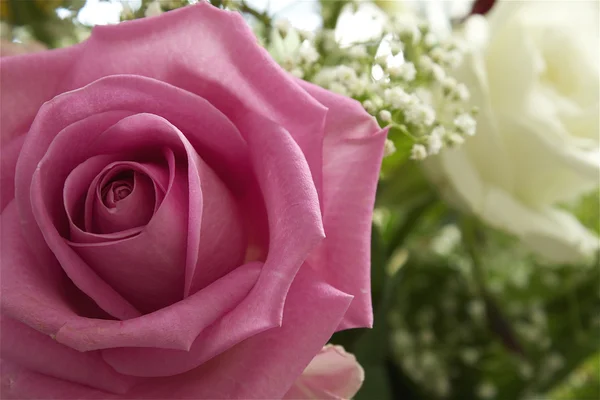 Růžová růže closeup fotografie — Stock fotografie