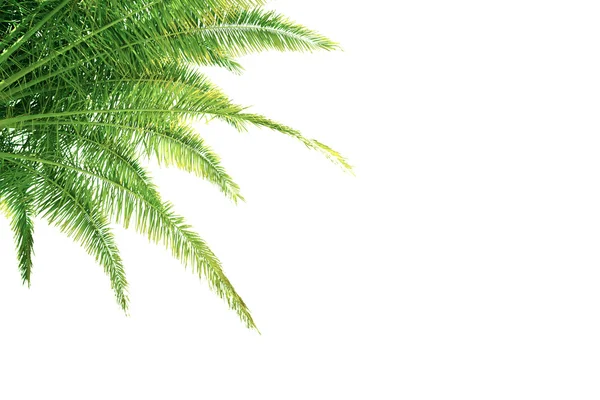 Palm tree — Stock Photo, Image