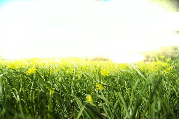 草や花 — ストック写真