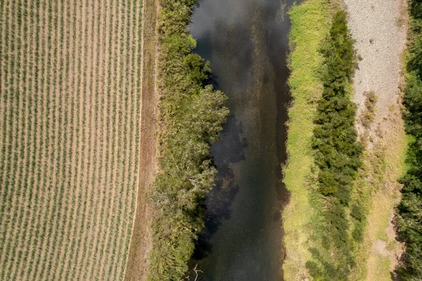 Filas Caña Azúcar Plantadas Las Orillas Arroyo Campestre Adornado Con — Foto de Stock