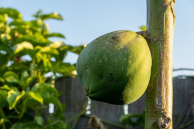 Ağaçta bir patiyle toplanacak kadar olgunlaşmamış.