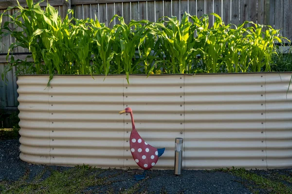 Raised Home Garden Bed Full Young Corn Plants Decorative Duck — Stock Photo, Image