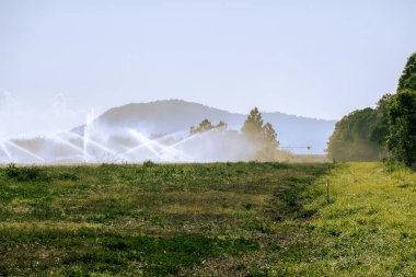 Yazın erken saatlerinde bir kır arazisindeki çimlerin sulanması sulama amaçlı.