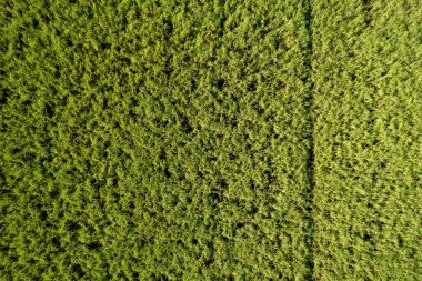 Kenarlarında çizgiler olan yeşil şeker kamışları - hava manzarası deseni