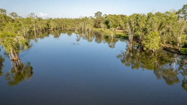 Bir kuğu, vahşi yaşam rezervindeki bir gölde huzur içinde yüzüyor. Ağaç yansımaları olan durgun bir su.