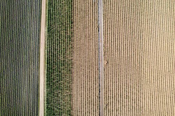 Rows of green crop of sugarcane and young plants in a drone aerial pattern