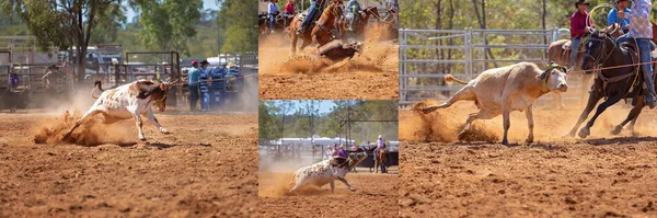 Panoramische Collage Van Kalveren Die Door Cowboys Worden Lasso Een — Stockfoto