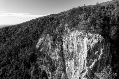 Mackay 'daki Blackwood Dağı' nın kuzey yamacına yakın. Siyah beyaz.