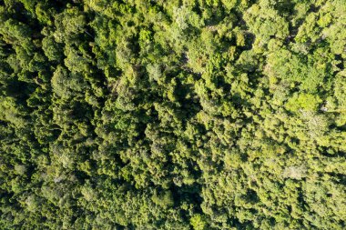 Bir dağ yamacındaki tropikal yağmur ormanlarının insansız hava aracı peyzajı.