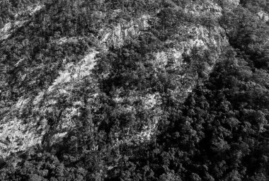 Volkanik çekirdek dağını kaplayan bir ağacın siyah beyaz görüntüsü