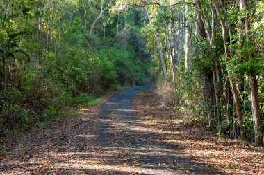 Yoğun bir çalılığın üzerindeki yapraklardan oluşan bir halı kıvrımlı bir kır yolunda sabahın erken saatlerinde yaprakların arasında parlıyor.