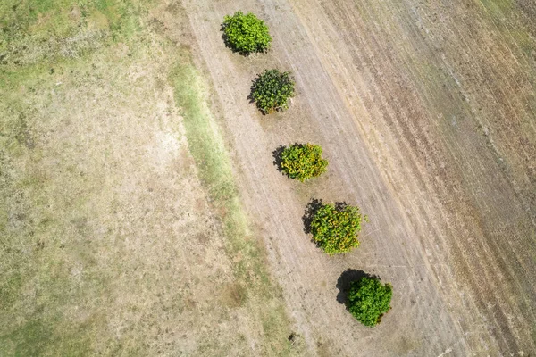 Vue Haut Vers Bas Sur Une Rangée Arbustes Entourés Pelouse — Photo