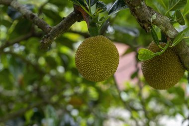 Arka planda bulanık bir bahçede tropikal meyveleri yakın çekim