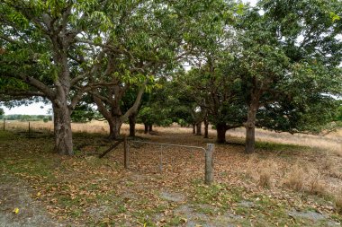 Kapının arkasındaki ağaçlardan oluşan bir cadde otlağa çıkıyor.