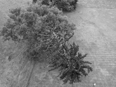 Yaş ve rüzgârdan bükülmüş bir ağacın siyah beyaz yukarıdan görünüşü, tanımlanamayan bir sağ alt figürle bir ülke sahasında