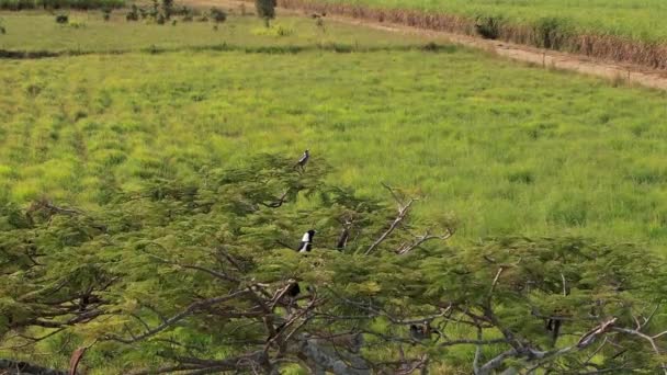 Magpies Cocoțat Într Copac Într Câmp Fluturând Briză Într Vânt — Videoclip de stoc