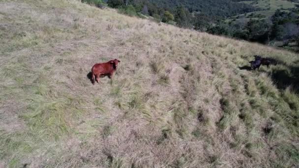 Drone Flies Dairy Cow Paddock Looks Walks Away — Stock Video