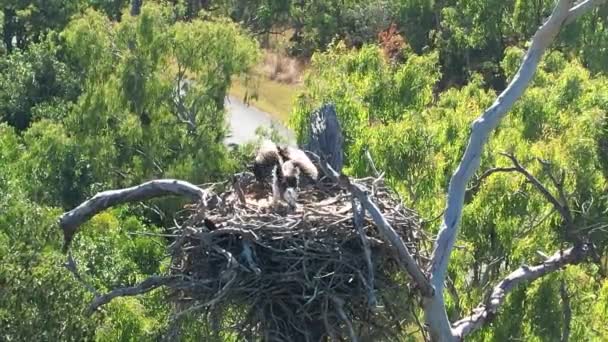 Tree Blowing Breeze High Aerial Holds Osprey Nest Bird Enjoying — Stock Video
