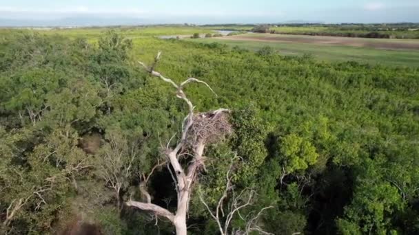 Circling Osprey Nest High Tree Bird Sitting Eggs Sandringham Bay — Stock Video