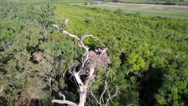 Osprey Nesting Its Mate Brings Fish Eat Change Places Eggs — Stock Video