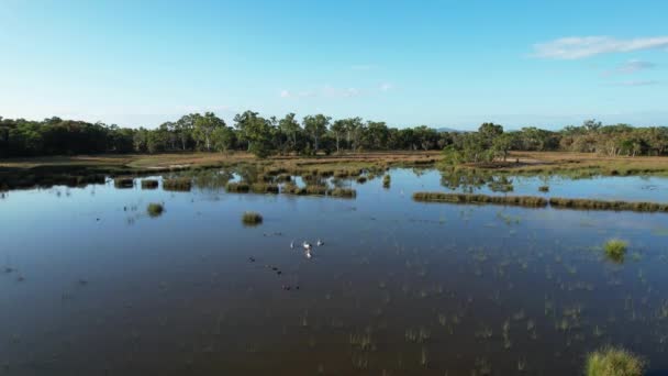 Luchtfoto Wetlands Naar Vier Pelikanen Hun Kuikens Die Zwemmen Het — Stockvideo