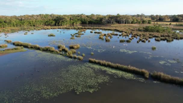 Luchtfoto Boven Wetlands Vier Pelikanen Hun Kuikens Andere Wilde Dieren — Stockvideo