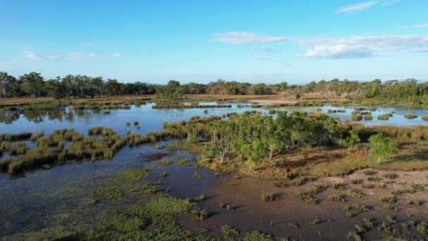 Aereo Sopra Foresta Verso Pellicani Loro Pulcini Altri Animali Selvatici — Video Stock