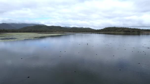 Пташине Життя Воді Дамби Включаючи Лебедів Качок Kinchant Dam Queensland — стокове відео