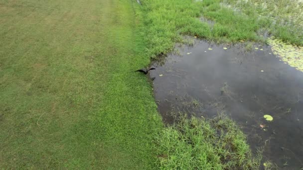 Dron Vznáší Nad Kormoránem Který Suší Křídla Březích Přehrady Kinchant — Stock video