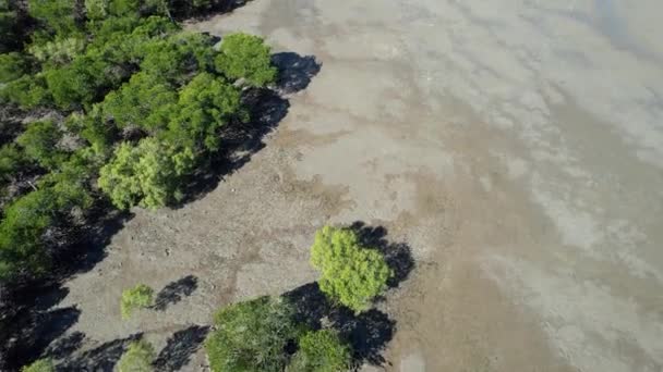 干潮時の海岸線の空中映像は 砂と泥の干潟を示します オーストラリアのクイーンズランド州ヒルズボロ岬 — ストック動画